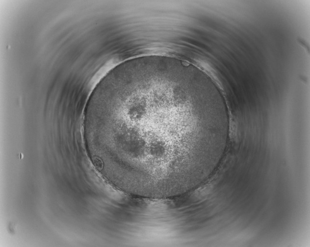 X0000100910899200807011241
