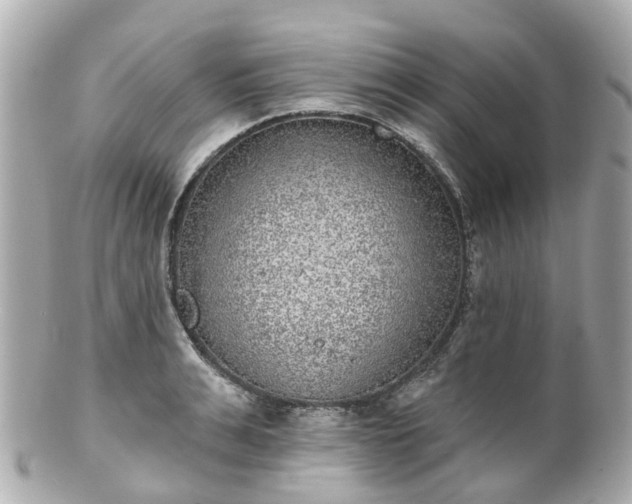 X0000100910991200807011239