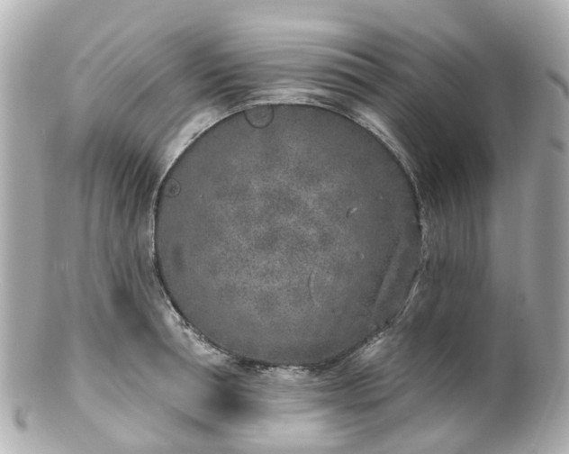 X0000100910994200807011239