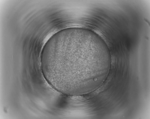 X0000100911466200807011232