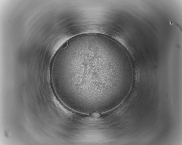 X0000100911468200807011232