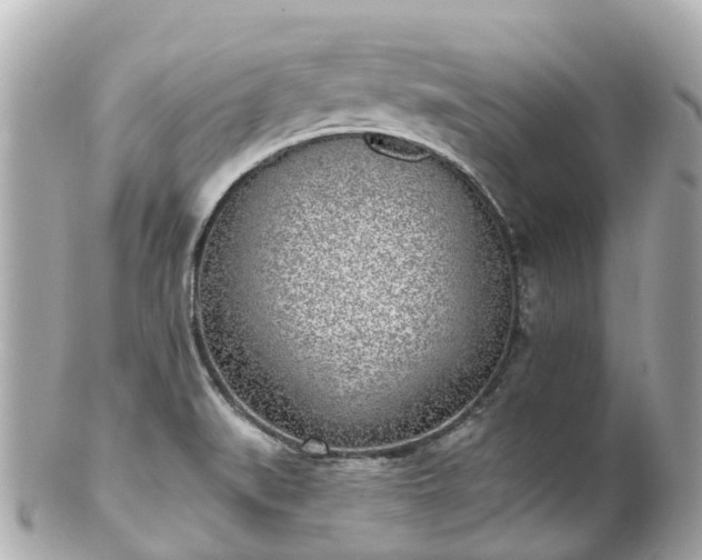 X0000100911519200807011231