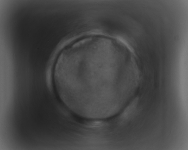 X0000100910151200807081132