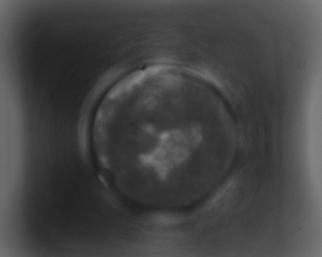 X0000100910199200807081131