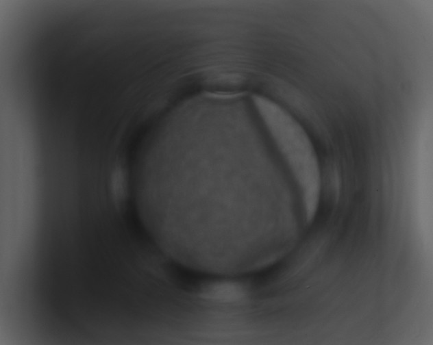 X0000100910224200807081131