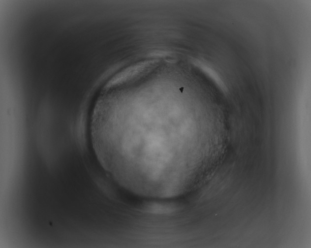 X0000100910346200807081129