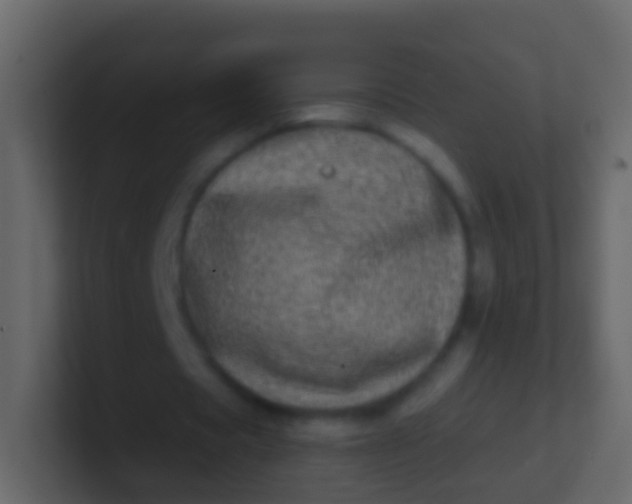 X0000100910529200807081126