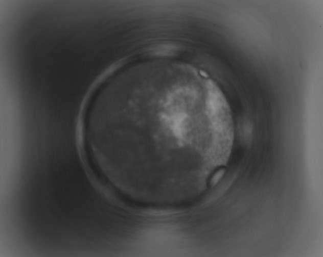 X0000100910726200807081123