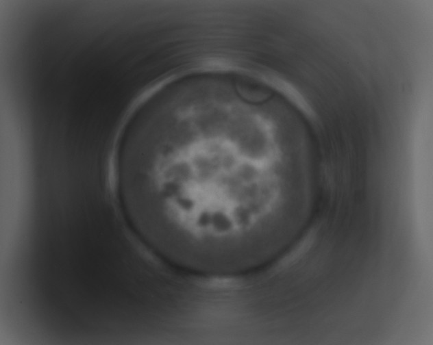 X0000100910839200807081122