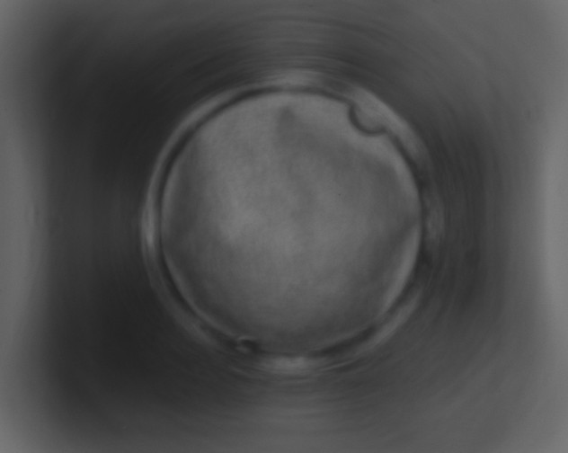 X0000100910940200807081121