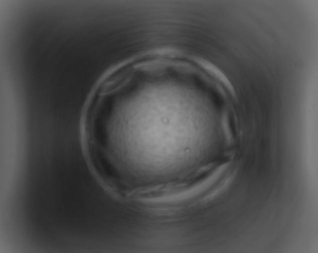 X0000100910989200807081120