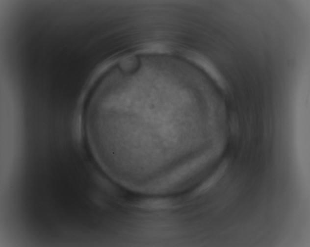 X0000100911075200807081119
