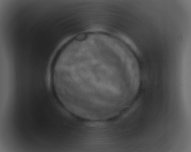 X0000100911076200807081119
