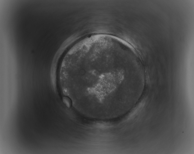 X0000100910199200807151146