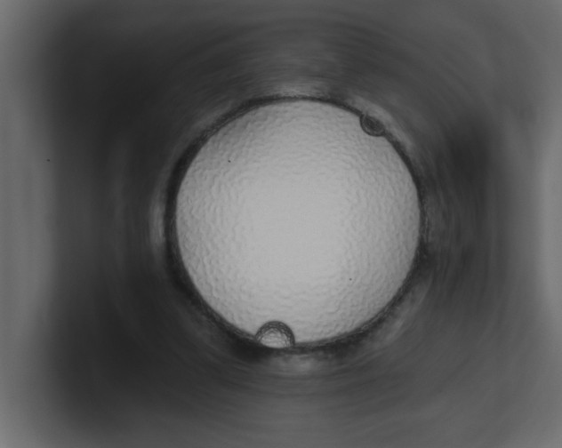 X0000100910299200807151144