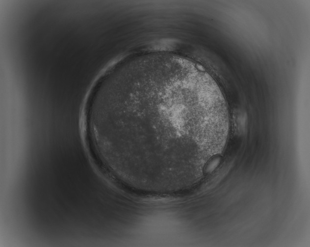 X0000100910726200807151138