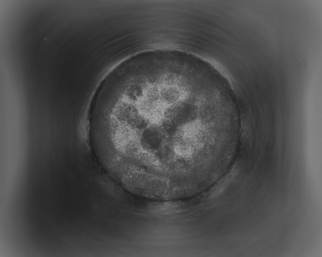 X0000100910879200807151136