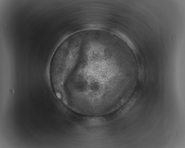 X0000100910899200807151136