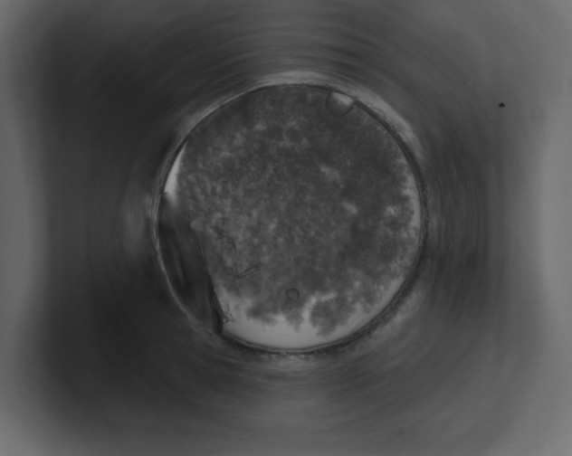 X0000100910945200807151136