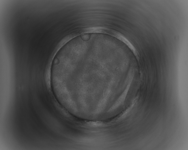 X0000100910994200807151135