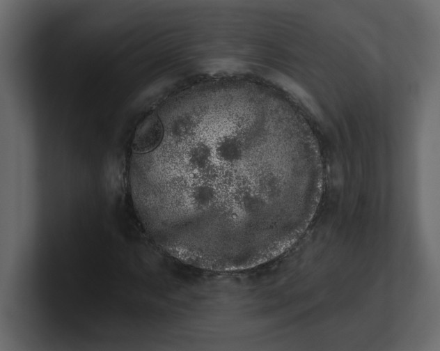 X0000100911063200807151134