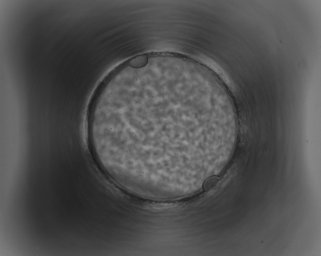 X0000100911076200807151133