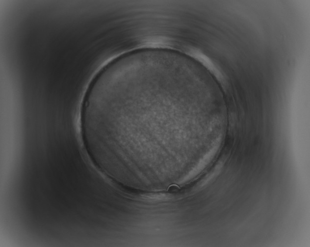 X0000100911331200807151130