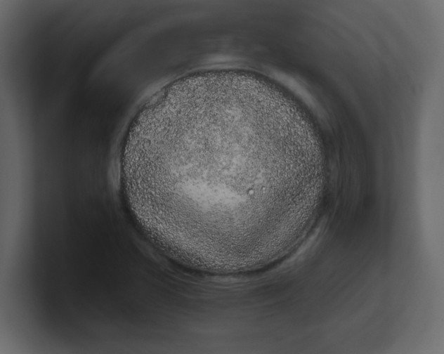 X0000100911413200807151129