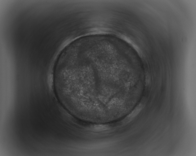 X0000100911459200807151128