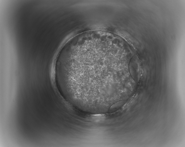 X0000100910053200807220959