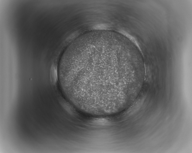 X0000100910061200807220959