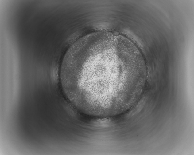 X0000100910065200807220959