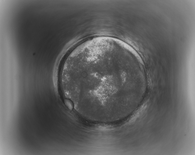 X0000100910199200807220957