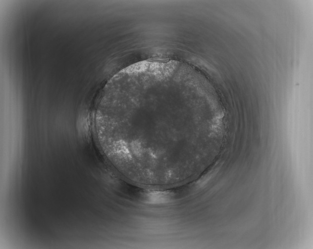 X0000100910336200807220956