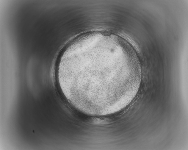 X0000100910346200807220955
