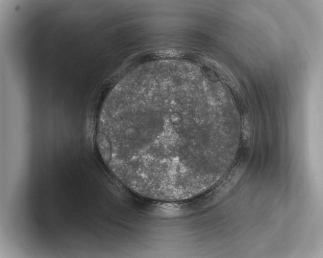 X0000100910409200807220955