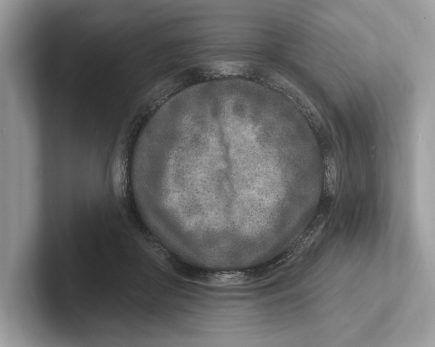 X0000100910410200807220955