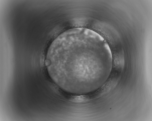 X0000100910411200807220955