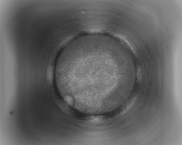 X0000100910495200807220953