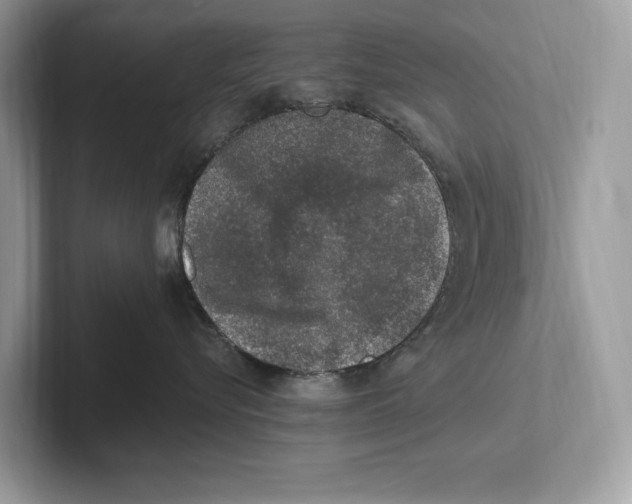 X0000100910576200807220953