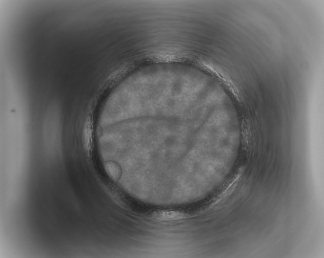 X0000100910590200807220952