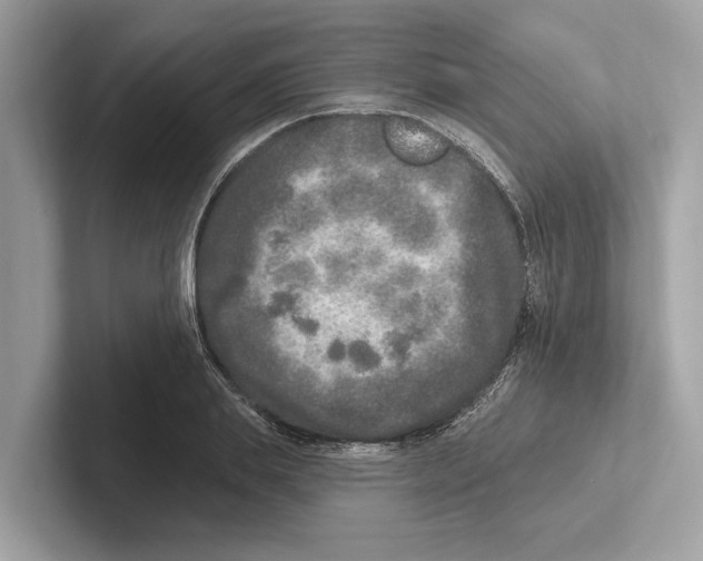 X0000100910839200807220949