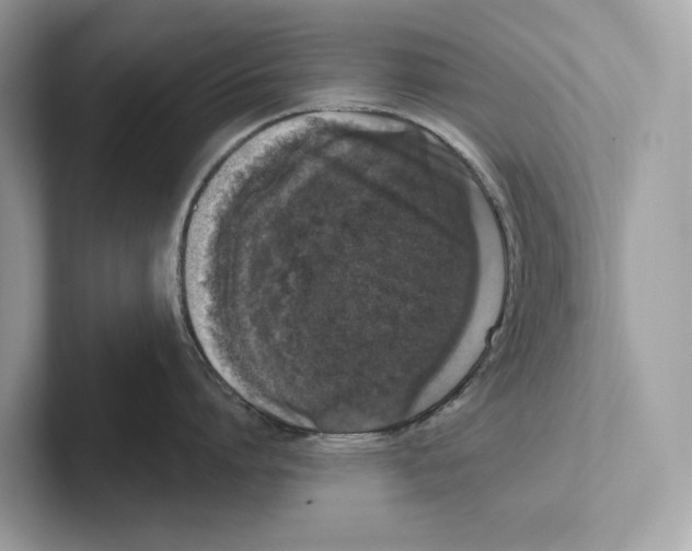 X0000100910864200807220949