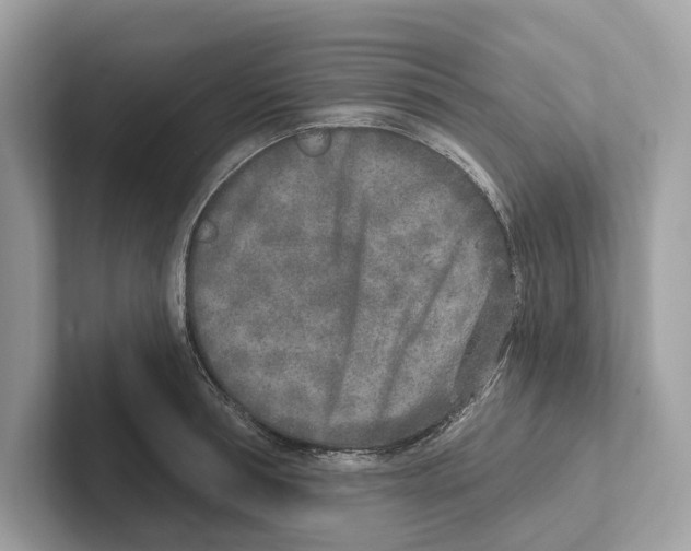 X0000100910994200807220947