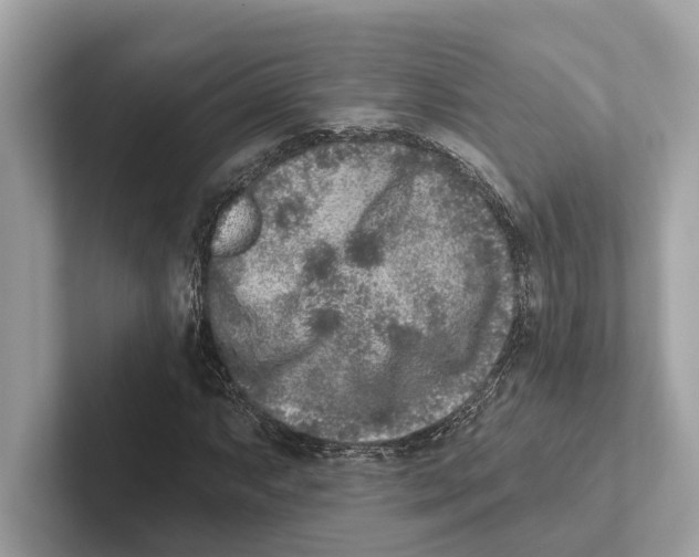 X0000100911063200807220946