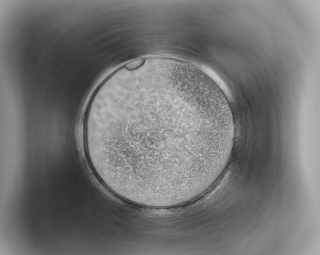 X0000100911100200807220945