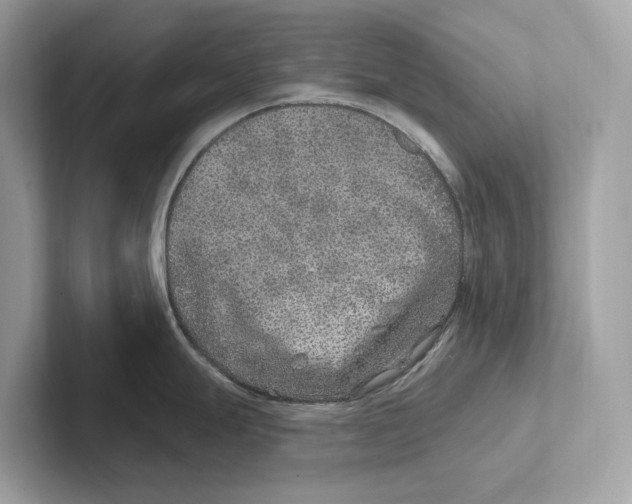 X0000100911247200807220944