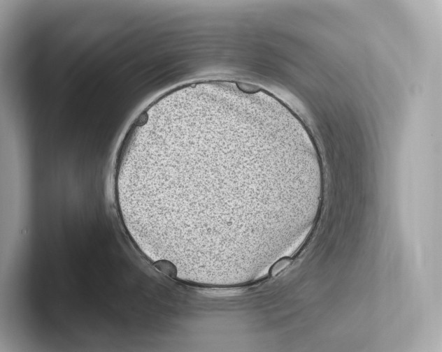 X0000100911296200807220943