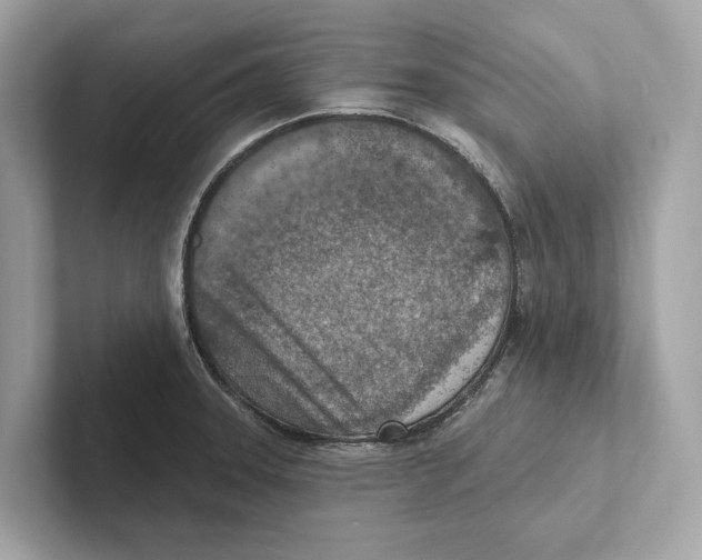 X0000100911331200807220942