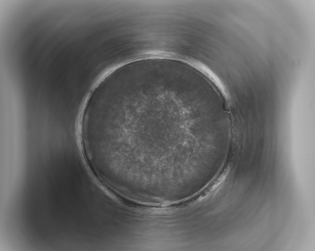 X0000100911381200807220941